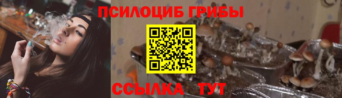 Галлюциногенные грибы мицелий  Вход с VPN  цена   Санкт-Петербург 